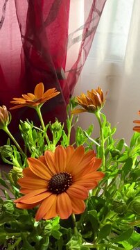 Close-up of orange African daisies blooming, Osteospermum. The flowers bloom in spring.