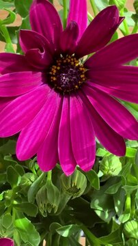 Close-up of purple African daisies blooming, Osteospermum. The flowers bloom in spring.