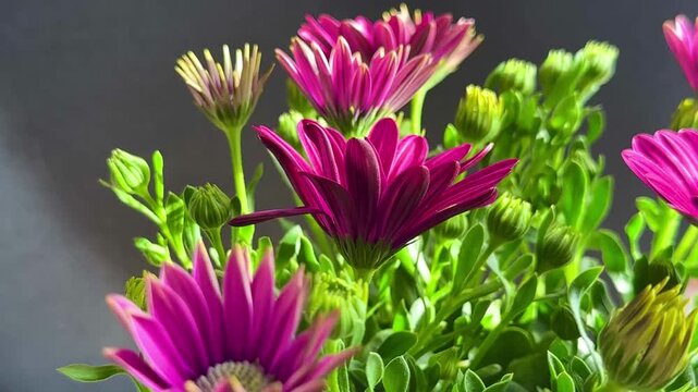 Close-up of purple African daisies blooming, Osteospermum. The flowers bloom in spring.