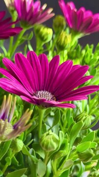 Close-up of purple African daisies blooming, Osteospermum. The flowers bloom in spring.