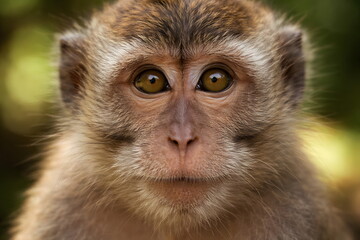 Obraz premium Close up portrait of a curious monkey looking directly into the camera.