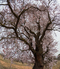 Fototapeta premium Spring blossom background. Beautiful nature scene with blooming almond tree on sunny day. Winter flowers. Beautiful orchard in Teruel Aragon Spain