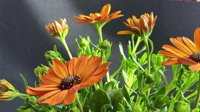 Close-up of orange African daisies blooming, Osteospermum. The flowers bloom in spring.