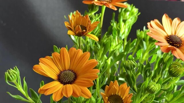 Close-up of orange African daisies blooming, Osteospermum. The flowers bloom in spring.
