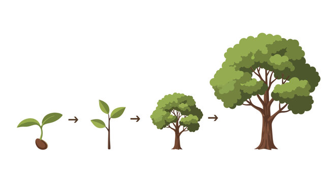 Tree Growth Stages: Seedling, Sapling, Young Tree, Mature Tree