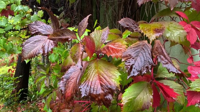 Purple berries of wild grape (Vitis vinifera ssp. sylvestris) with red leaves in autumn in a garden