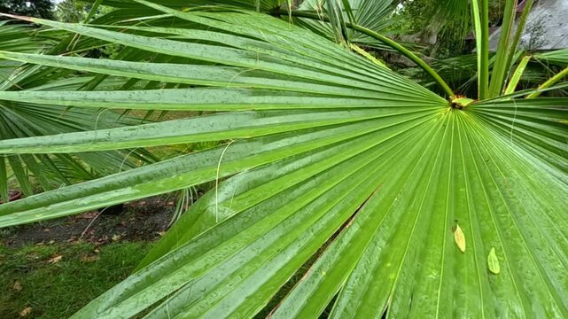 Large green leaf of Washingtonia filifera (California fan palm) in an ornamental garden setting
