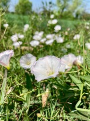 Fototapeta premium A vibrant delicate beauty of morning glory blooms with soft petals in a lush green meadow, a vibrant nature study.