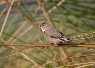 Indian silverbill or white-throated munia (Euodice malabarica) is a small passerine bird found in the Indian Subcontinent and adjoining regions.