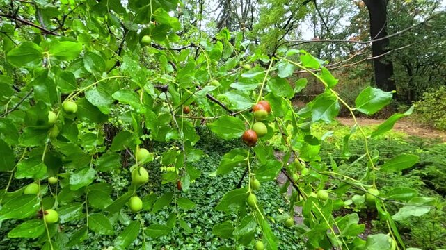 Green and brown sweet edible fruits of Chinese jujube, jujube or Chinese date (Ziziphus jujuba), also known as unabi, growing on a tree in an autumn garden in Ukraine.