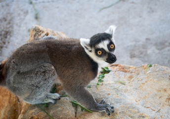 Fototapeta premium The ring-tailed lemur is a medium to larger-sized strepsirrhine primate and the most internationally recognized lemur species, owing to its long, black-and-white, ringed tail 