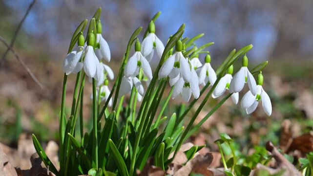 Snowdrop (Galanthus nivalis, Snowdrop), White tepals with green inner markings, early-spring nectariferous flowers on slender stalks; linear leaves