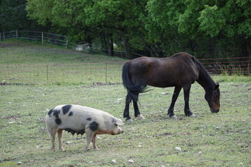 closeup of a brown horse and a colorful spotted pig in the field