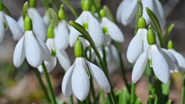 Snowdrop (Galanthus nivalis, Snowdrop), White tepals with green inner markings, early-spring nectariferous flowers on slender stalks; linear leaves