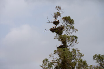 Obraz premium Huge tree with many stork nests