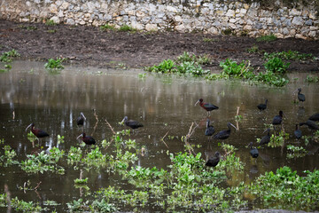 Obraz premium Black ibis, Plegadis falcinellus, is a bird with a long, curved beak that generally lives in humid areas
