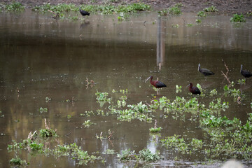 Obraz premium Black ibis, Plegadis falcinellus, is a bird with a long, curved beak that generally lives in humid areas