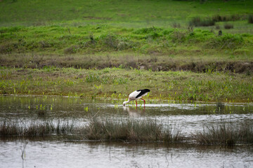 Obraz premium Stork on the ground searching for food