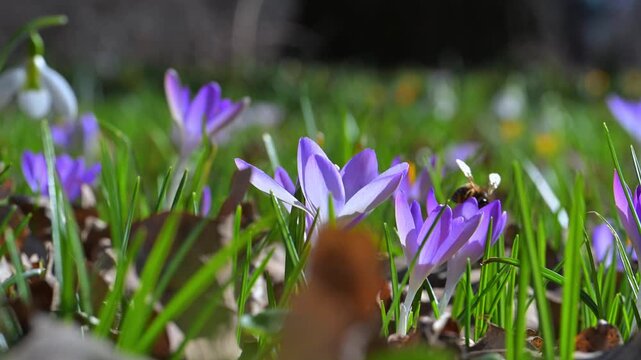 A bee flying above blue spring crocus flowers (Crocus vernus) in a garden in Ukraine.