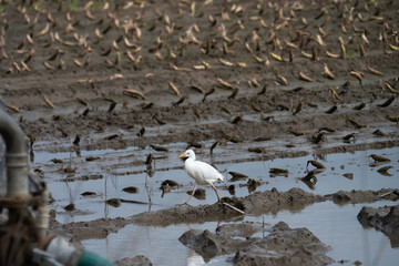 Obraz premium Cattle egret, a countryside bird belonging to the Ardeidae family