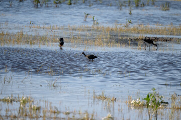 Obraz premium Black ibis, Plegadis falcinellus, is a bird with a long, curved beak that generally lives in humid areas