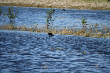 Obraz premium Black ibis, Plegadis falcinellus, is a bird with a long, curved beak that generally lives in humid areas