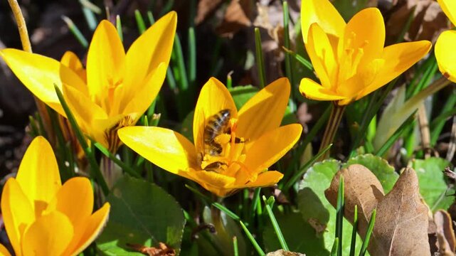 Honey bee (Apis mellifera) collecting nectar and pollen from yellow crocus (Crocus flavus) in a spring garden