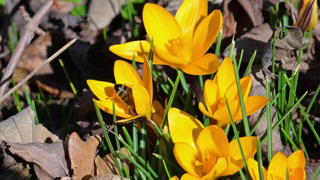 Honey bee (Apis mellifera) collecting nectar and pollen from yellow crocus (Crocus flavus) in a spring garden