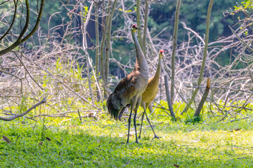 Fototapeta premium Sandhill crane (Antigone canadensis) , state park in Wisconsin