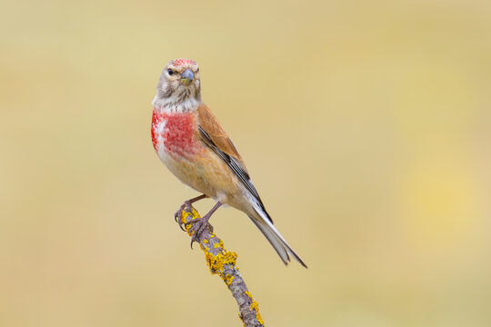 Common Linnet on a branch