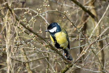 Fototapeta premium A Great tit (Parus major), a common and widely distributed bird species found throughout Europe, Asia, and North Africa. 