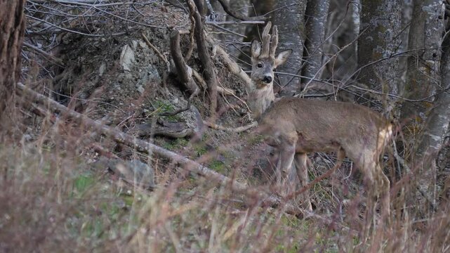 Single male Roe deer grazing the grass and walking in alpine forest fearless. Wildlife spring scene in Italian Alps, natural behavior captured in 4K 60fps