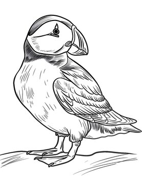 exotic bird coloring page, tropical bird coloring, parrot coloring page, toucan coloring page, flamingo coloring page, macaw coloring page, cockatoo coloring page, bird coloring pages