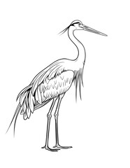 Obraz premium exotic bird coloring page, tropical bird coloring, parrot coloring page, toucan coloring page, flamingo coloring page, macaw coloring page, cockatoo coloring page, bird coloring pages