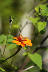 Butterfly on Marigold