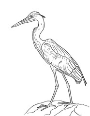 Obraz premium exotic bird coloring page, tropical bird coloring, parrot coloring page, toucan coloring page, flamingo coloring page, macaw coloring page, cockatoo coloring page, bird coloring pages