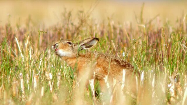 European Hare Hopping Across Harvested Field at Sunset, Wild Brown Hare Moving Through Stubble Field in Warm Evening Light, 4K