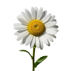 Naklejka premium A delicate daisy flower with vibrant yellow center and white petals standing upright png