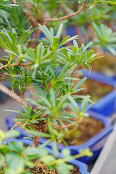 Bonsai tree with long green needle-like leaves in ceramic pot arranged in a greenhouse nursery