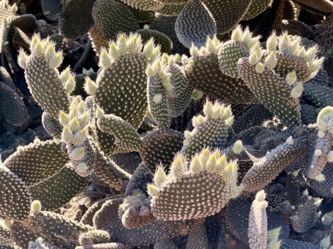 Close up of a beavertail cactus or pricklypear found in the southwest United States