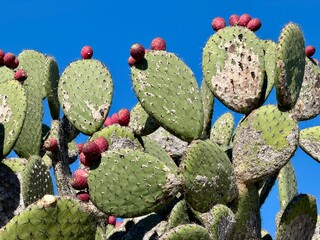 Beautiful blooming prickly pear cactus © clsdesign