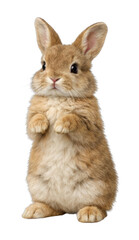 Obraz premium PNG Adorable fluffy rabbit standing upright.
