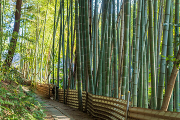 At Fushimi Inari-taisha (Kyoto, Japan)