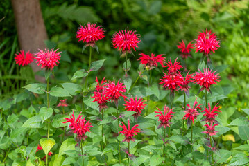 Fototapeta premium Crimson Beebalm growing in the garden in summer in Wisconsin