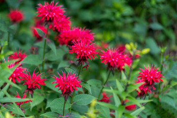 Fototapeta premium Crimson Beebalm growing in the garden in summer in Wisconsin