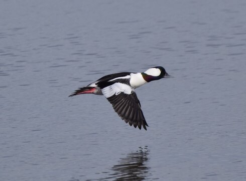 Bufflehead Drake