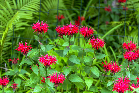 Crimson Beebalm growing in the garden in summer in Wisconsin