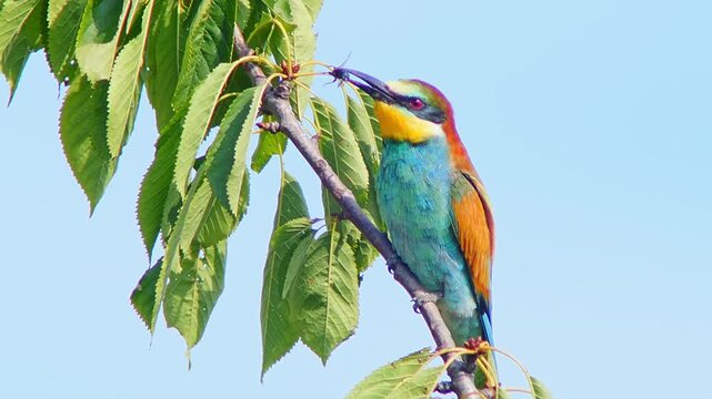 European Bee-eater Holding Insect on Tree Branch, Colorful Bird Preparing Food for Mate or Chicks Near Nest Colony, 4K