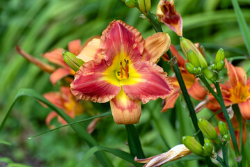 Obraz premium Orange Daylily Growing In The Garden In Summer In Wisconsin