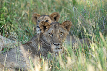 Lioness lying in the shade in the grass